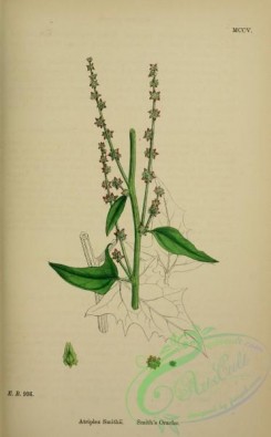 english_botany-00855 - Smith's Orache, atriplex smithii