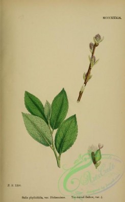 english_botany-00866 - Tea-leaved Sallow, salix phylicifolia dicksoniana