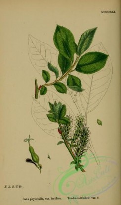 english_botany-00867 - Tea-leaved Sallow, salix phylicifolia laxiflora