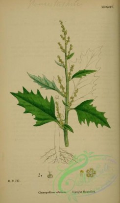 english_botany-00877 - Upright Goosefoot, chenopodium urbicum