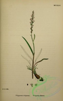 english_botany-00880 - Viviparous Bistort, polygonum viviparum