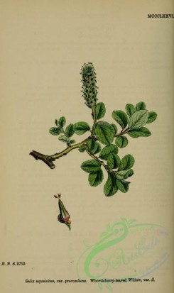 english_botany-00887 - Whortleberry-leaved Willow, salix myrsinites procumbens