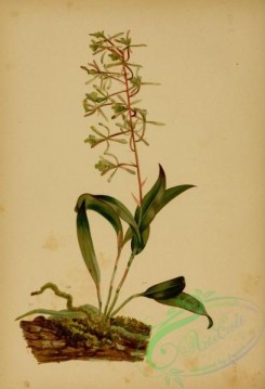 epidendrum-00011 - Bartram's Tree-Orchis, epidendrum conopseum