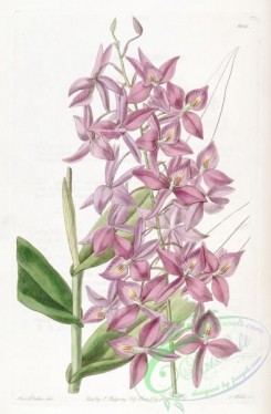 epidendrum-00041 - 1881-epidendrum skinneri, Mr Skinner's Epidendrum