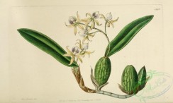 epidendrum-00048 - 1898-epidendrum aemulum, Emulous Epidendrum