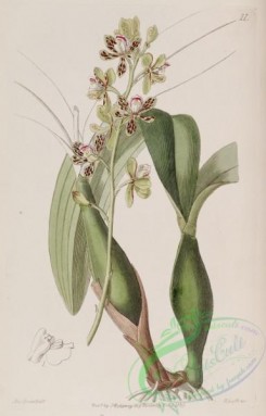 epidendrum-00056 - 011-epidendrum variegatum, Variegated Epidendrum