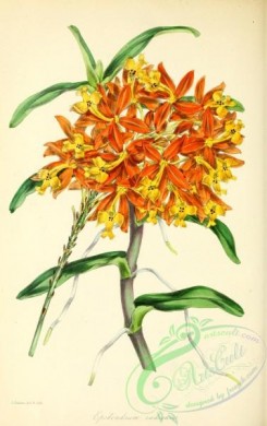 epidendrum-00205 - Rooting Epidendrum, epidendrum radicans