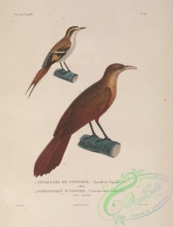 exotic_birds-00038 - synallaxis tupinieri, pomathorinus isidori