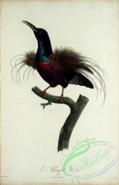 exotic_birds-00063 - Sugarbird, 12