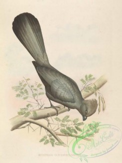 exotic_birds-00090 - musophaga (schizorhis) concolor