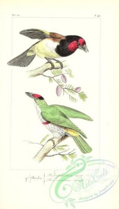 exotic_birds-00112 - Black-collared Barbet, bucco torquatus