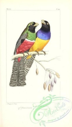 exotic_birds-00119 - Couroucou Oranga (Fr), Couroucou Rosalba (Fr)