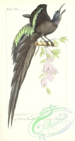 exotic_birds-00124 - Grand Promerops (Fr)