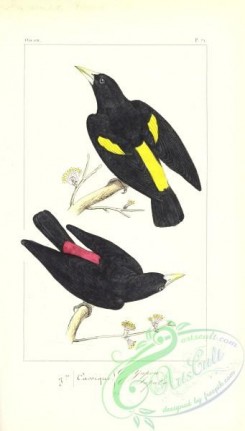 exotic_birds-00144 - oriolus persicus, oriolus hoemorrhous