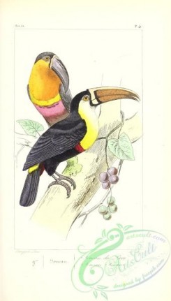 exotic_birds-00171 - toucan tocan
