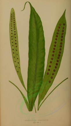 ferns-00174 - polypodium percussum (L) [2663x4674]