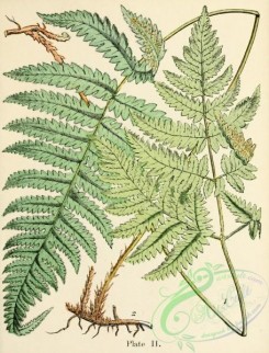 ferns-00852 - polypodium dryopteris, polypodium phegopteris [1750x2301]