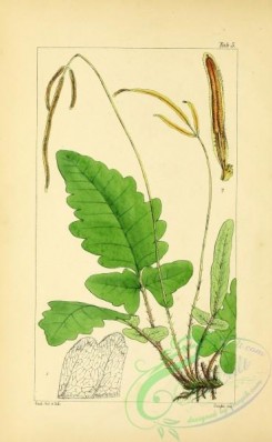 ferns-01628 - 005-gymnopteris quercifolia