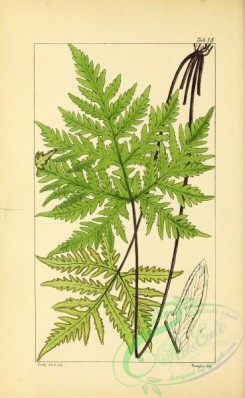 ferns-01638 - 015-pteris (pellea) geranifolia