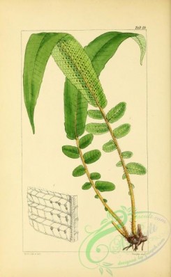 ferns-01642 - 019-aspidium (nephrodium) simplicifolium