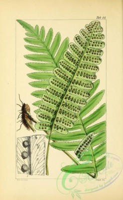 ferns-01666 - 043-polypodium (ctenopteris) pellucidum