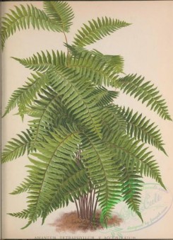 ferns-02053 - 005-adiantum tetryaphyllum accuminatum