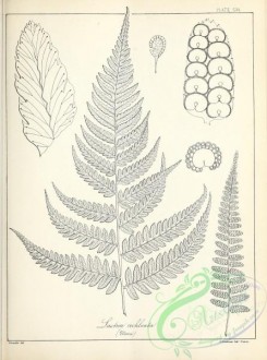 ferns-02740 - black-and-white 116-lastrea cochleata