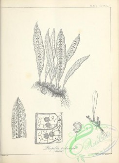 ferns-02804 - black-and-white 180-pleopeltis tridactyla