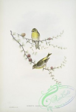 finches-00202 - 389-Serinus hortulanus, Serin Finch