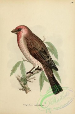 finches-00333 - Great Rosefinch, carpodacus rubicilla