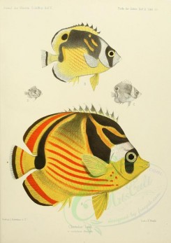 fishes-03074 - 015-chaetodon lunula [2580x3651]