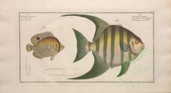fishes-03676 - chaetodon ocellatus, chaetodon plumieri [5374x2931]