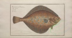fishes-03902 - Plaise, pleuronectes platessa [6126x3281]