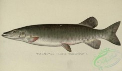 fishes-04354 - Mascalonge, lucius masquinongy