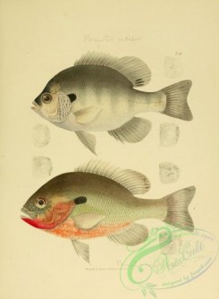 fishes-05116 - 002-Red-bellied Perch, pomotis rubricauda, Bream, Blue Bream, Copper-nose Bream, pomotis incisor