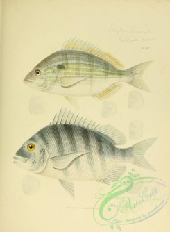 fishes-05122 - 008-Sheepshead, sargus ovis, Salt-water Bream, lagodon rhomboides