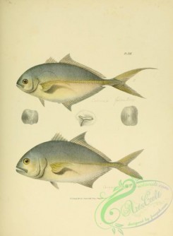 fishes-05127 - 013-caranx falcatus, Horse-Eye Jack, caranx richardi
