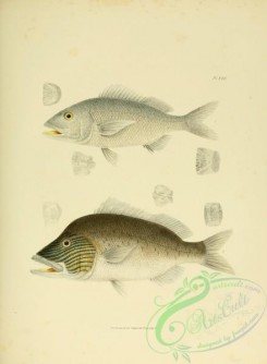 fishes-05131 - 017-Red-mouth Grunt, haemulon chrysopteron, Black Grunt, haemulon arcuatum