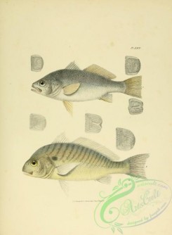 fishes-05138 - 024-Chub, leiostomus obliquus, Yellow-tail, homoprion xanthurus