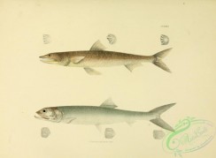 fishes-05140 - 026-Ladyfish, elops saurus, Providence Whiting, saurus foetens