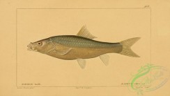fishes-05542 - barbus canis