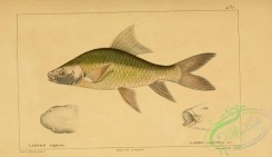 fishes-05558 - labeo cephalus