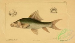 fishes-05559 - labeo niloticus
