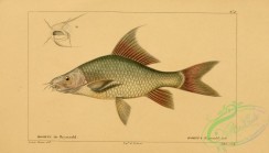 fishes-05565 - Orangefin Labeo, rohita reynauldi