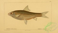 fishes-05566 - Reba Carp, cirrhina dussumieri