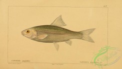 fishes-05570 - Scarlet-Banded Barb, capoeta amphibia