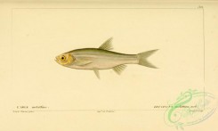 fishes-05572 - Attentive Carplet, leuciscus melettina