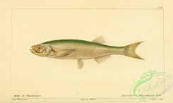 fishes-05574 - Bloch Razorbelly Minnow, leuciscus dussumieri