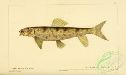 fishes-05576 - catostomus planiceps