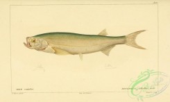 fishes-05586 - leuciscus cultellus